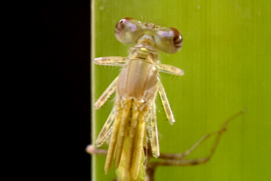 La métamorphose de l'Agrion - 6mn 18s